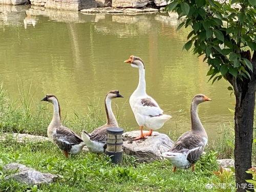 爱豆吃瓜娱乐白鹭,白鹭带你揭秘娱乐圈幕后故事